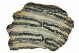 Mammoth Molar Slice With Case - South Carolina #106430-1